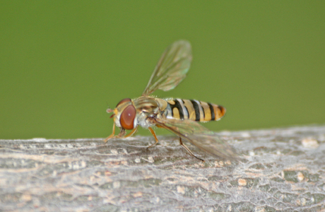 Hain-Schwebfliege (Episyrphus balteatus) - © Emanuel Trummer